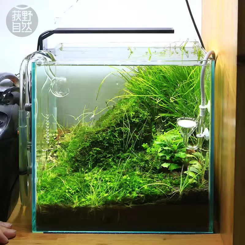 Aquarium Plant Display - Chihiros C Series ADA Style Plant