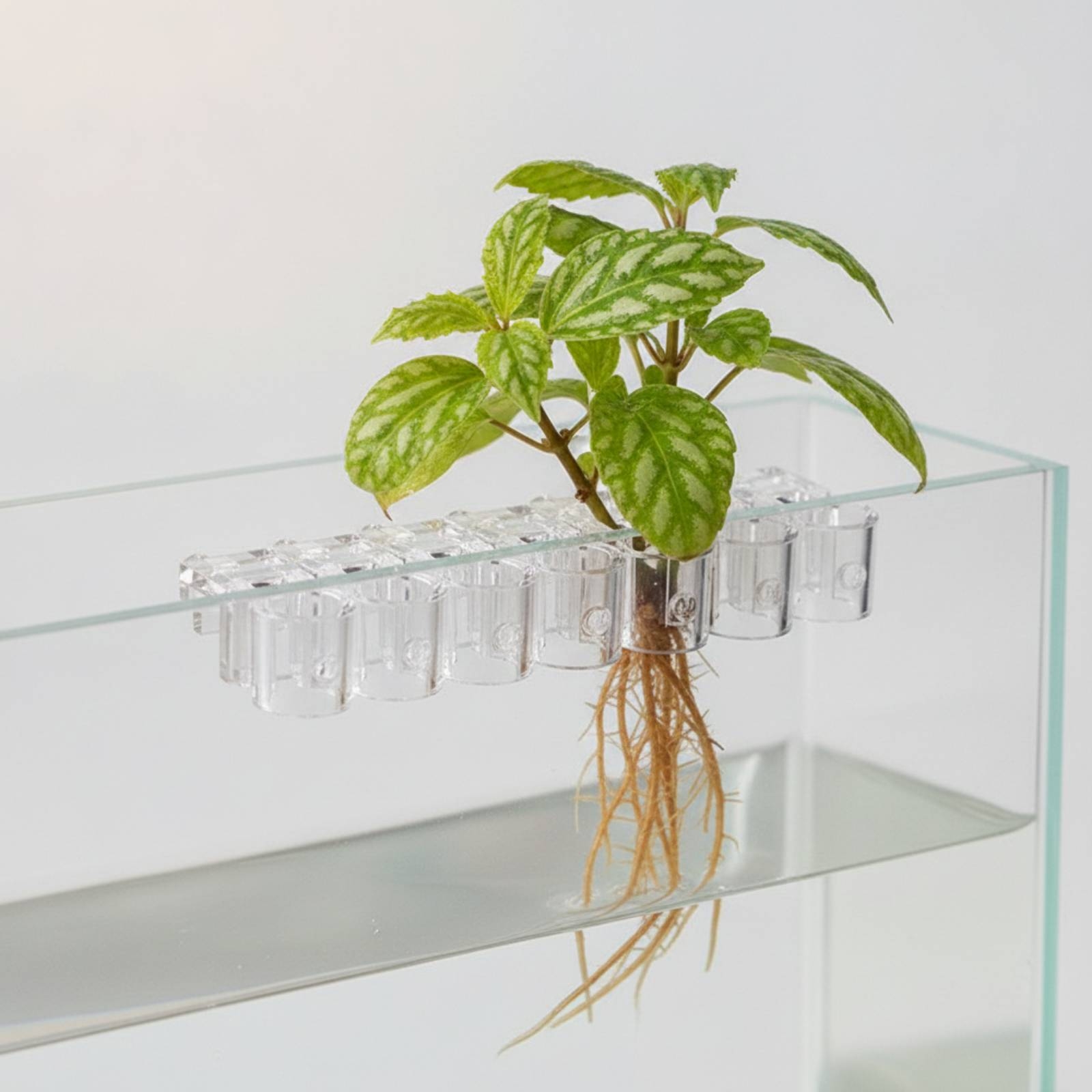 6 Pieces Aquarium Planter Clea - đánh giá và giá Aquarium Plants