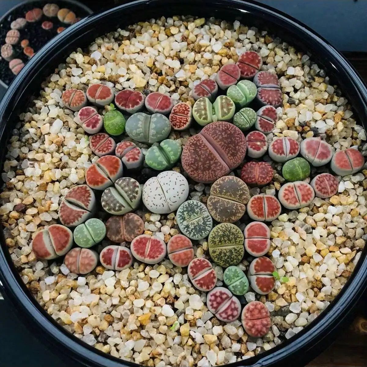 1pc-250g Natural Crystals Grav - đánh giá và giá Aquarium Planted Soil