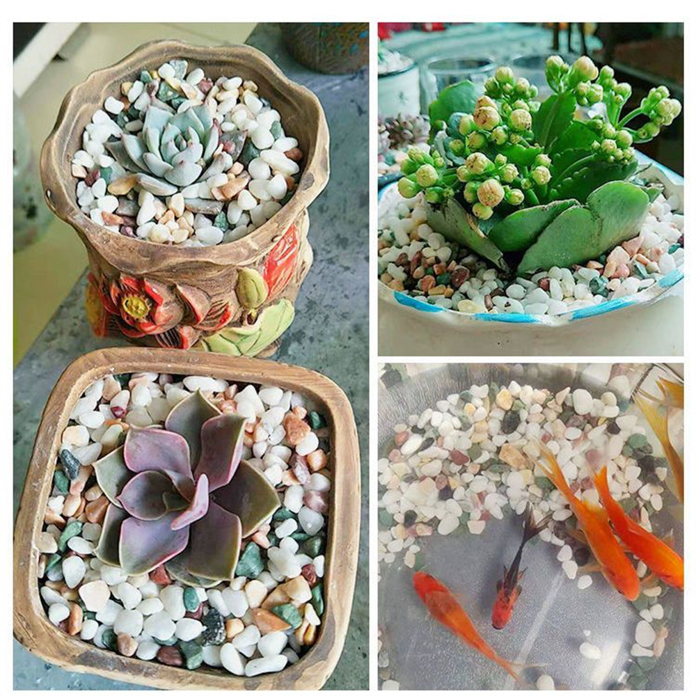 50/Tự Nhiên 100G Tinh Thể Sỏi  - đánh giá và giá Aquarium Planted Seeds