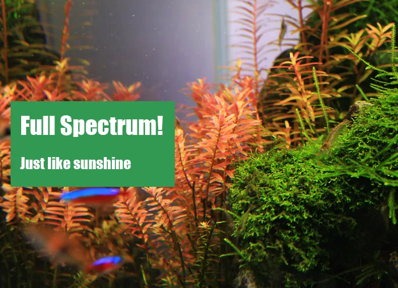 Chihiros C Series ADA Style Pl - đánh giá và giá Aquarium Plant Display