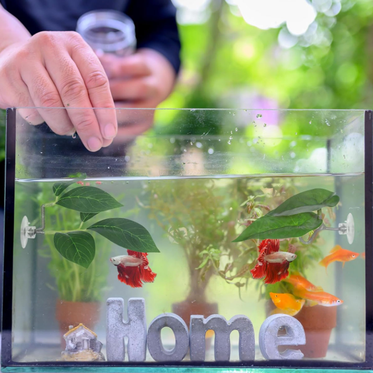 1 PC Betta Fish Hammock Soft A - đánh giá và giá Aquarium Plant Display
