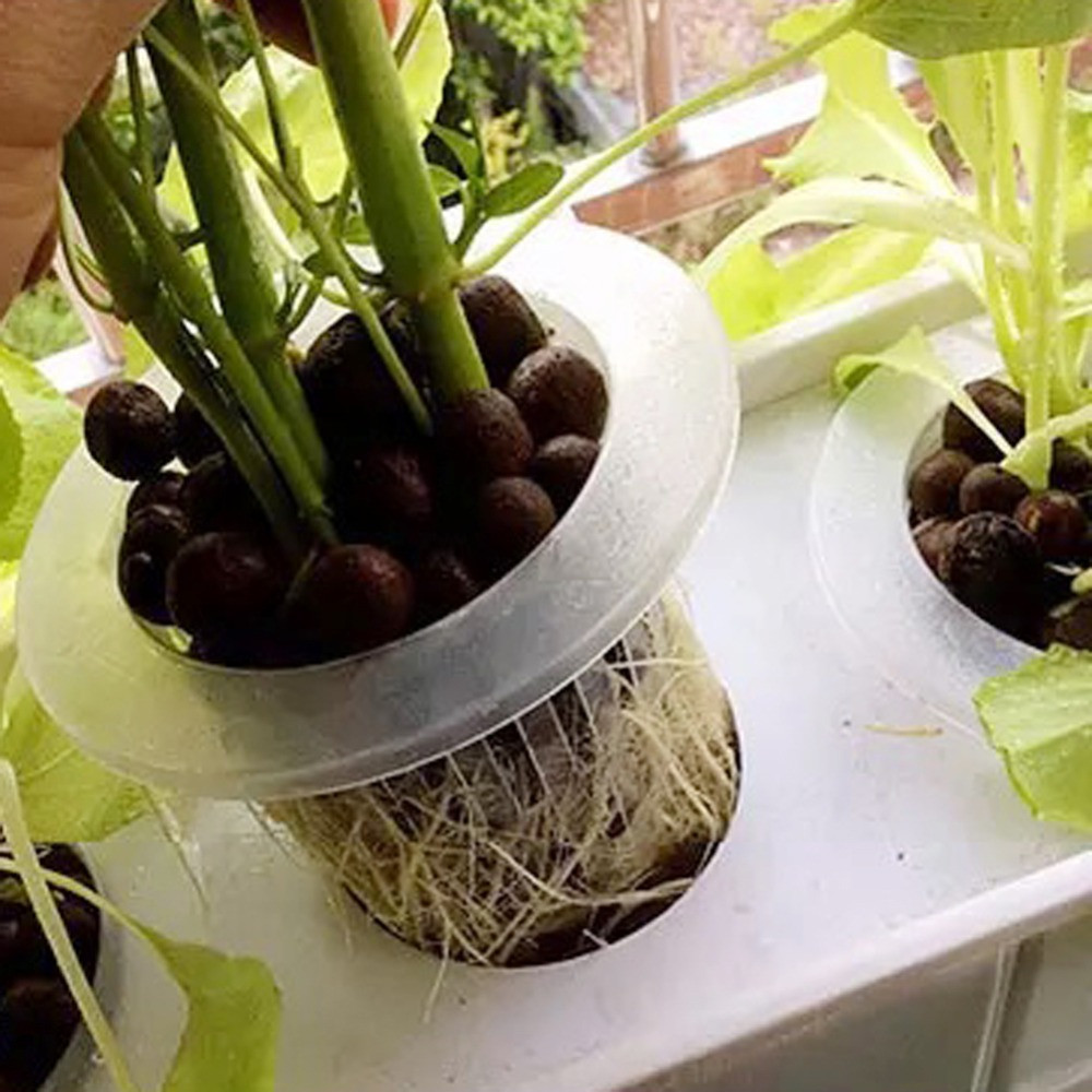 10/50pcs Garden Supplies Aquar - đánh giá và giá Aquarium Planted Seeds