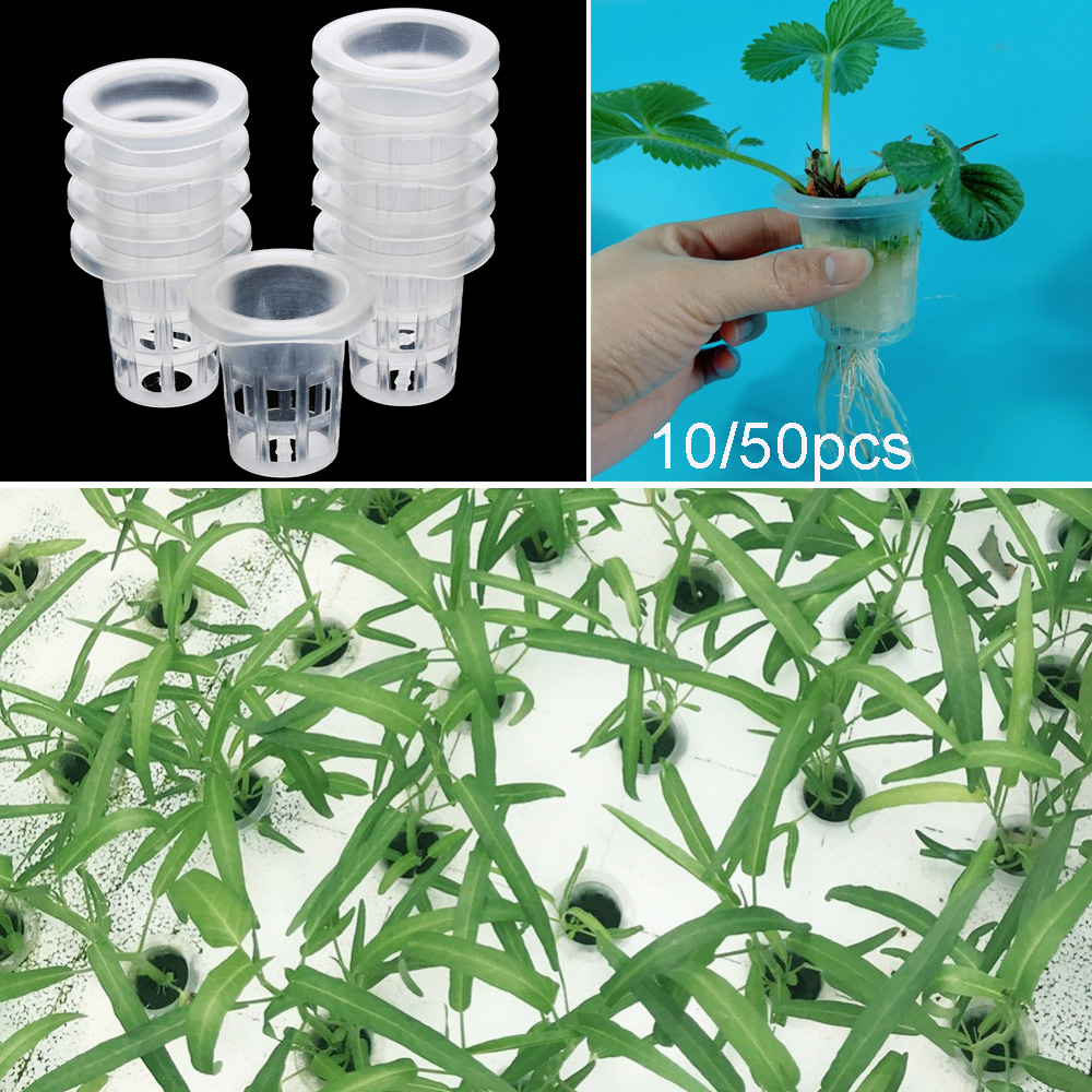 10/50pcs Garden Supplies Aquar - đánh giá và giá Aquarium Planted Seeds