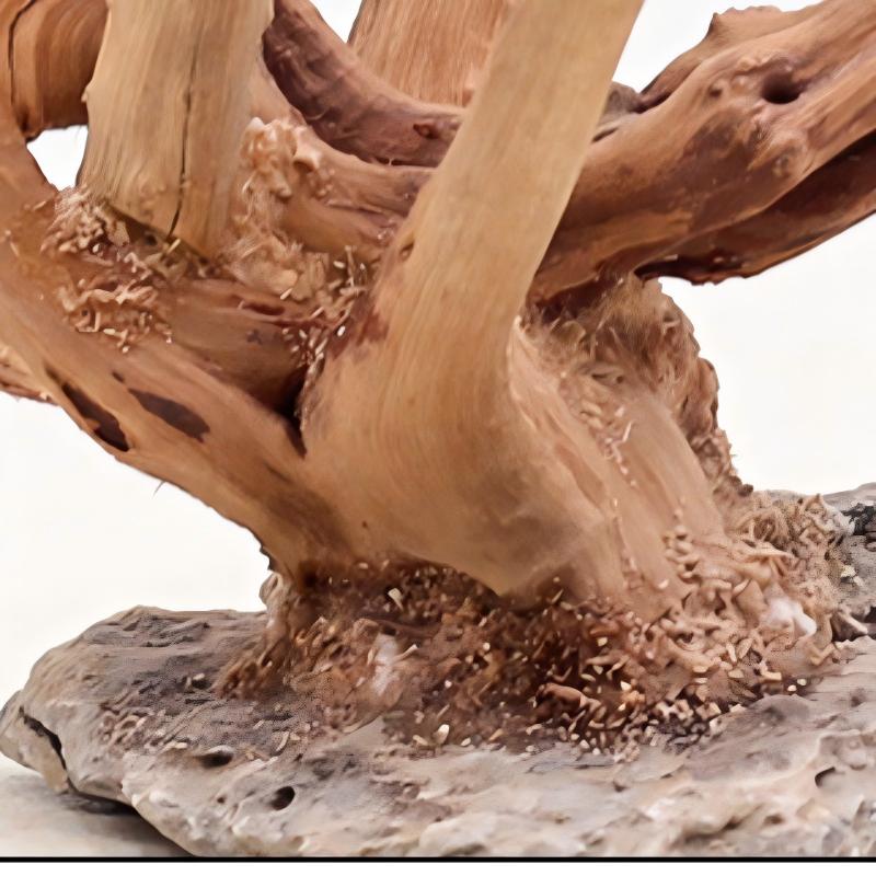 1 Bể Cá Cảnh Quan Gỗ Đồ Trang  - đánh giá và giá Aquarium Planted Soil