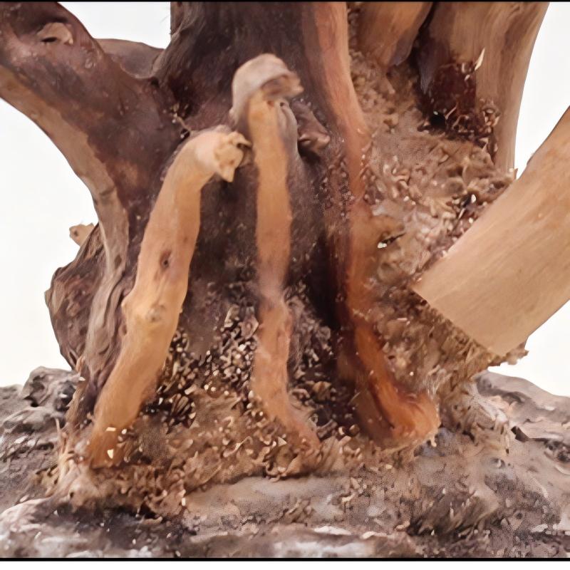 1 Bể Cá Cảnh Quan Gỗ Đồ Trang  - đánh giá và giá Aquarium Planted Soil