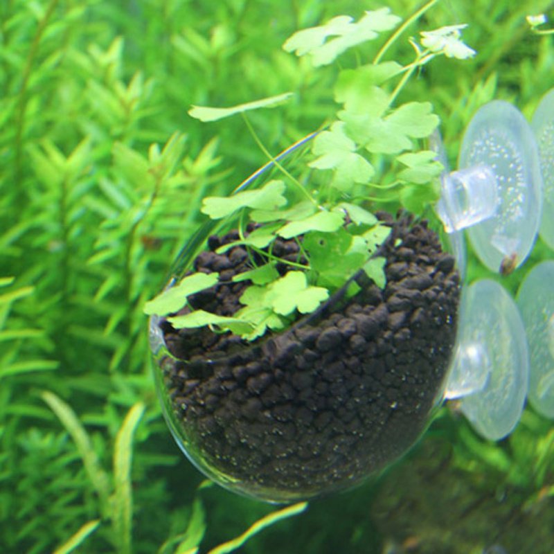 Aquarium Hanging Plant Pot Gla - đánh giá và giá Aquarium Planted Seeds
