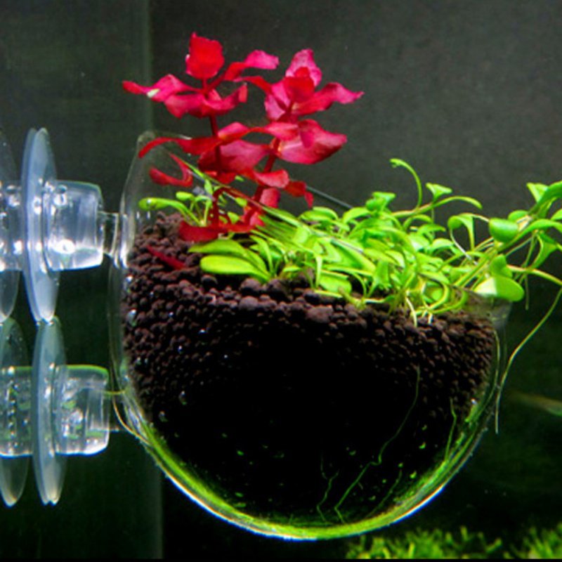 Aquarium Hanging Plant Pot Gla - đánh giá và giá Aquarium Planted Seeds